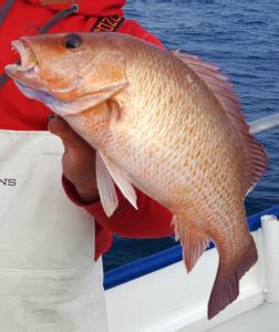 Gray (Mangrove) Snapper – Gulf of Mexico Fishery Management Council