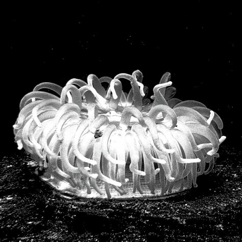 A White Anemone Photograph by Kirsten Giving - Fine Art America