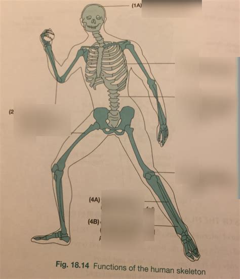 Functions of skeleton Diagram | Quizlet