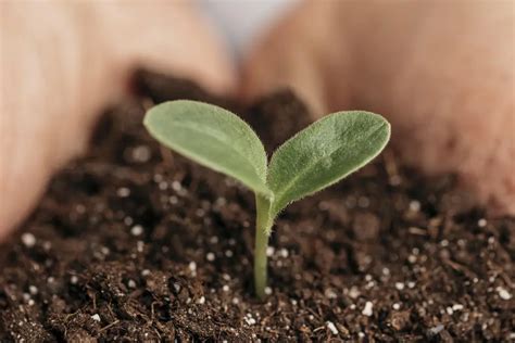 tips  successful germination professors house