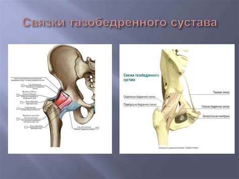 Основы анатомии. Функциональная анатомия (остеология, миология ...
