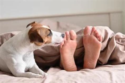 Why Do Dogs Lick Feet With Athlete's Foot? (4 reasons!) - Clever Pet Owners