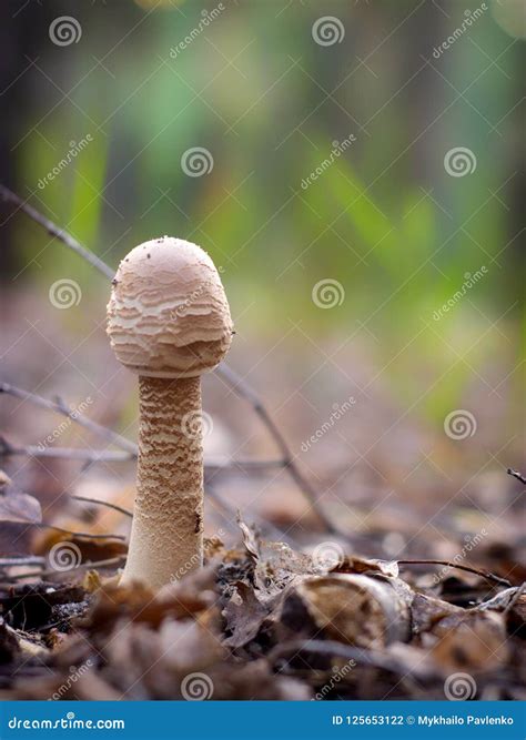 Cortinarius Caperatus Is A Young Fungus Growing In The Forest. Near The
