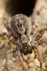 5 Extinct Types of Spiders - And 3 Critically Endangered Spiders that ...