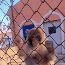 Surprised Monkey GIFs | Tenor