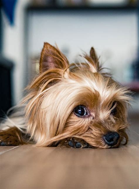 How Do You Potty Train A Stubborn Yorkie