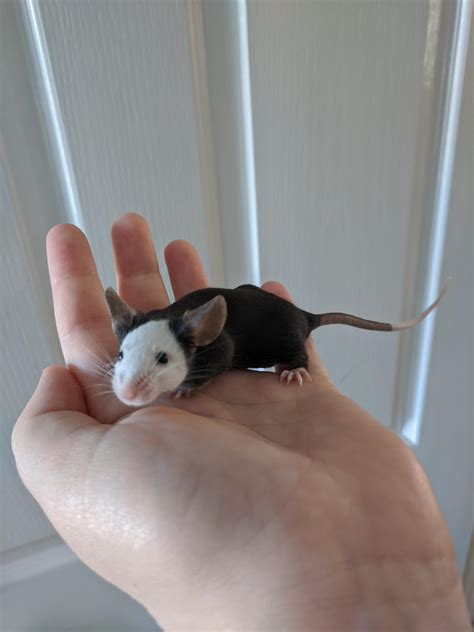 One of my new mice! Everyone meet Patch! : r/PetMice