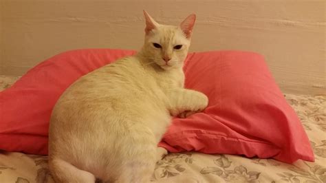 Cat Beige Kitty - Free photo on Pixabay - Pixabay