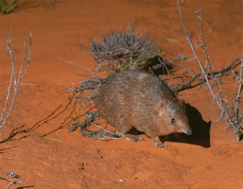 conservation fencing playing  critical role   rewilding  native