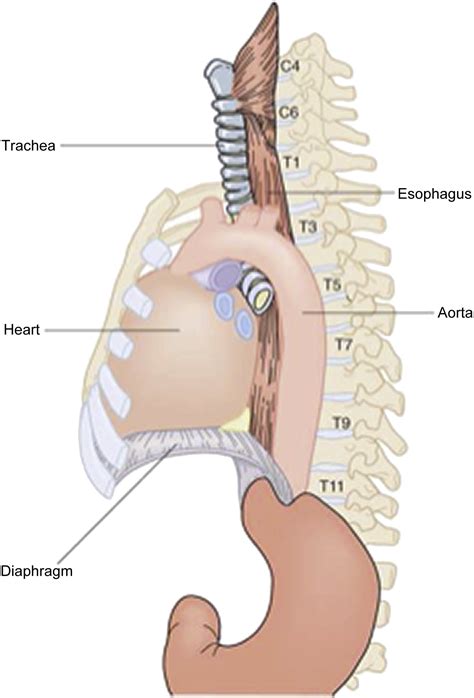 Correlative Anatomy for the Esophagus - Thoracic Surgery Clinics