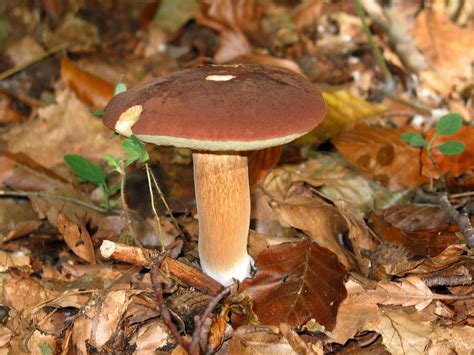 Imleria badia: The Ultimate Mushroom Guide