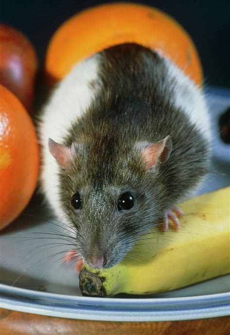 Rat Exploring A Bowl Of Fruit Photograph by Adam Hart-davis/science ...