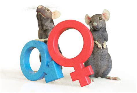 The sexual dimorphism dilemma | EMBL