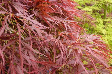 acer palmatum var dissectum