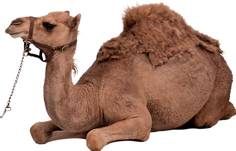 Camel PNG image