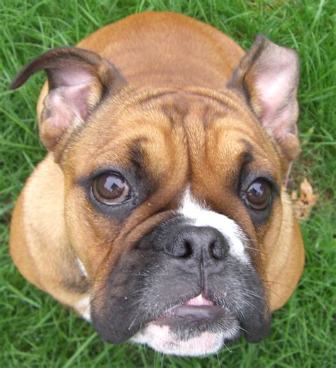 english bulldog blog english bulldog blog