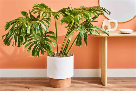 How to Grow and Care for Thai Constellation Monstera