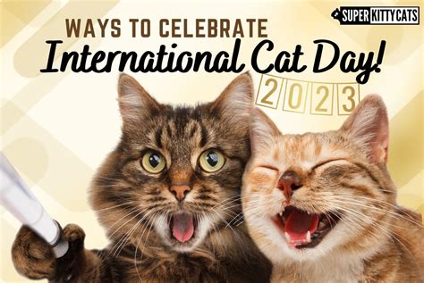 Ways to Celebrate International Cat Day 2023! - Super Kitty Cats