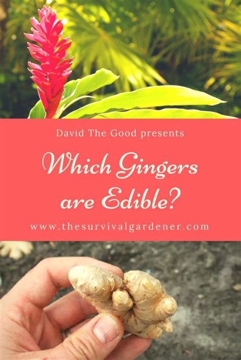 Edible Ginger Plants