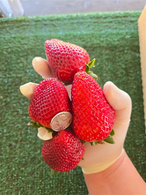 Sun - Strawberries are growing faster than expected so we will open YOU