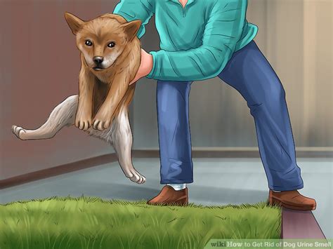 how to get rid of dog urine smell