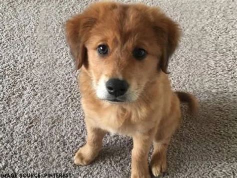 Golden Shepherd Dog Breed | UKPets