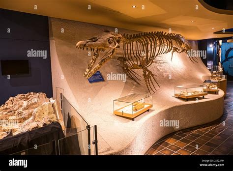 fossils  archeology mod mosasaurus  gladys roy blog