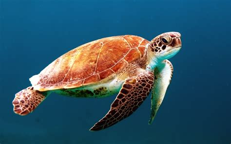 Free Images : water, ocean, sea turtle, reptile, fauna, vertebrate ...