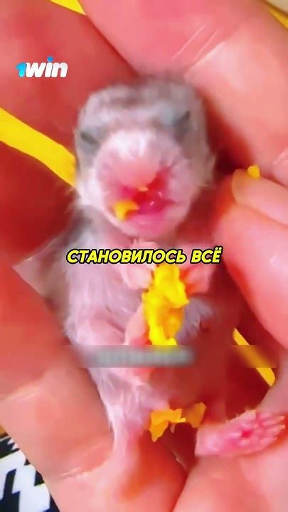 Девушка спасла маленького хомяка ️ - YouTube