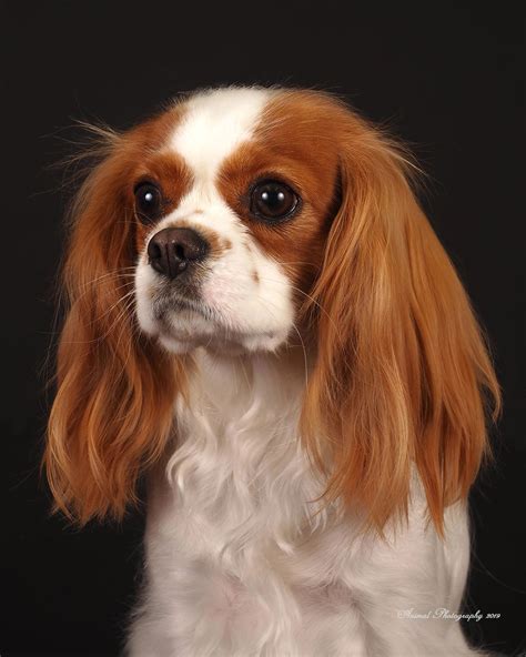The Best Tools for GROOMING a CAVALIER King Charles Spaniel
