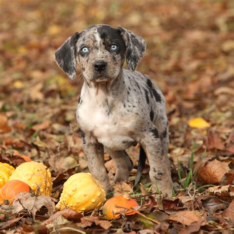 The German Shepherd Catahoula Mix - German Shepherd Dog HQ