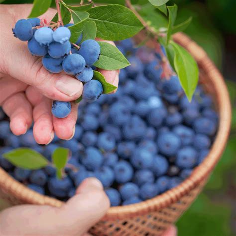 Blueberry Bushes | The Sill