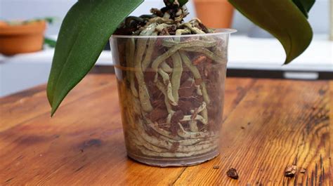 How (& When) To Repot An Orchid