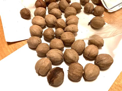 Sweet Pignut Hickory Tree Seeds (CARYA OVALIS) | TreeSeedMan.Com TREE