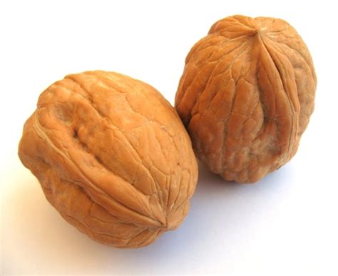 walnut  photo  freeimages