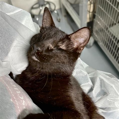 Emerald City Pet Rescue (@emeraldcitypetrescue) • Instagram photos and