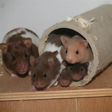 Hamster Family | Cute hamsters, Hamster, Hamster life