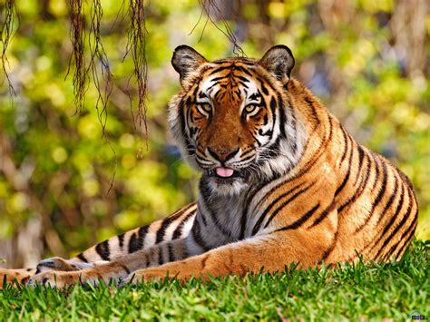Bengal Tiger | The Life of Animals