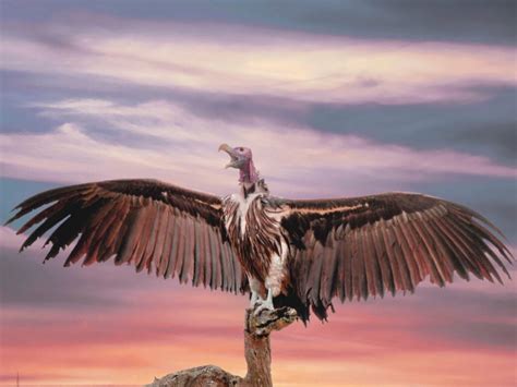vulture funds  ignore  challenges spears magazine
