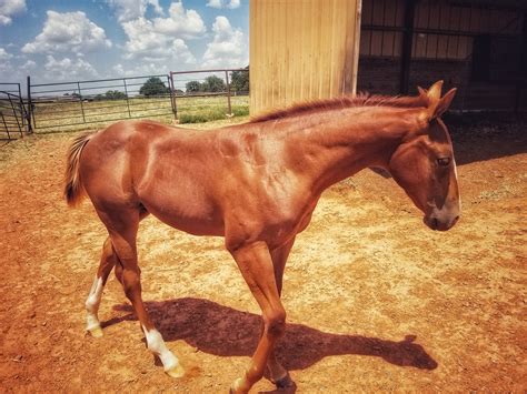 Viperous - Home | Facebook