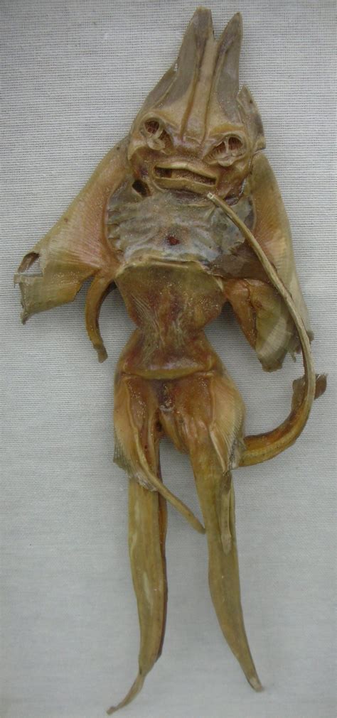 Jenny Haniver - Wikipedia