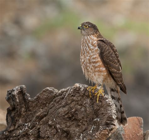 Sharp-Shinned Hawk | BirdForum