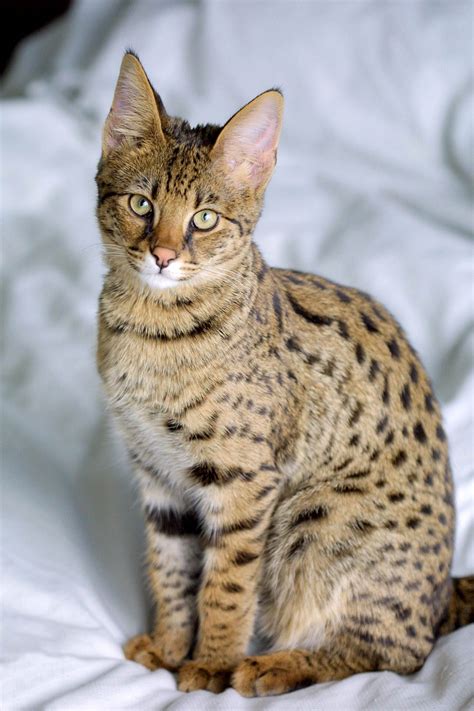 Savannah Cat Portrait Free Stock Photo - Public Domain Pictures