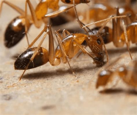 ghost ant southern pride pest solutions