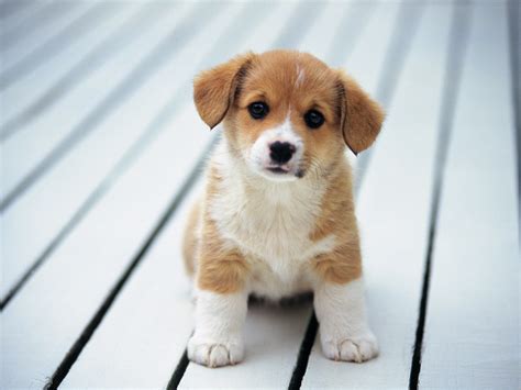 Puppy Memory Game
