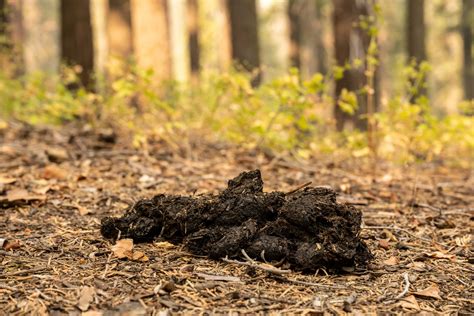 What Does Bear Poop Look Like? | Field & Stream