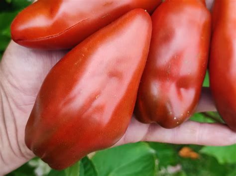 Кубинский перцевидный сорт томата – купить за 80 ₽ | Freshtomat.ru