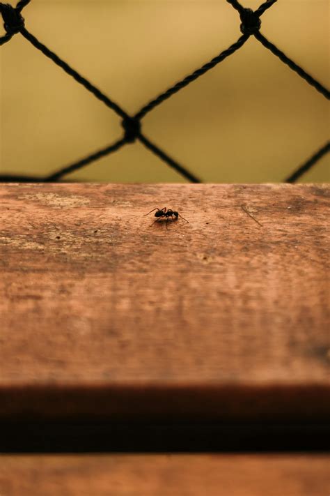 Close-up Photography of Ant · Free Stock Photo