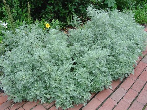 Artemisia; Mugwort; Sagebrush; Sagewort; Southernwood; Wormseed, Levant ...