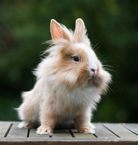 Dwarf Rabbits - A Complete Guide To The Smallest Bunny Breeds